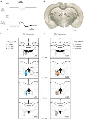 Lateral Habenula Regulates Cardiovascular Autonomic Responses via the Serotonergic System in Rats